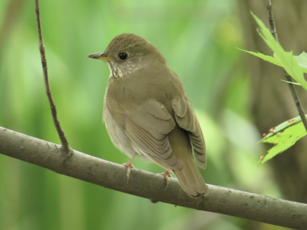 Gray-cheeked Thrush - Tim Carney