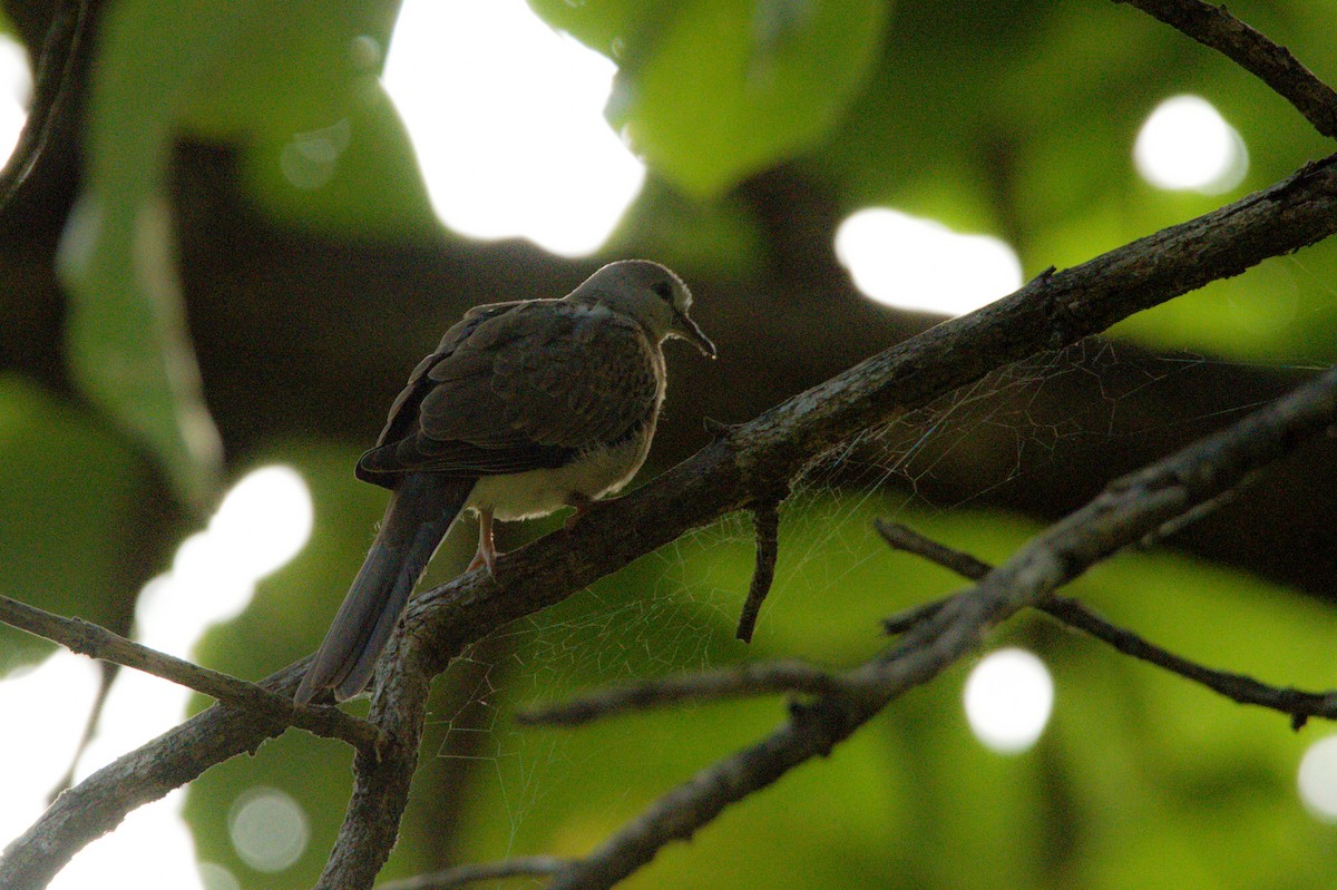 Spotted Dove - Sathish Ramamoorthy