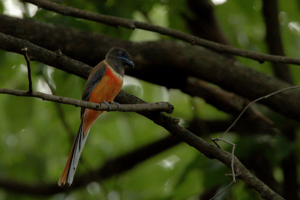 Malabar Trogon - Sathish Ramamoorthy