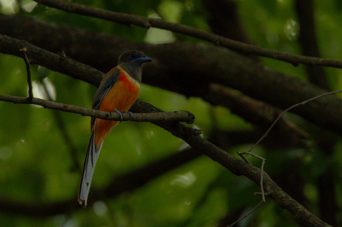 Malabar Trogon - Sathish Ramamoorthy