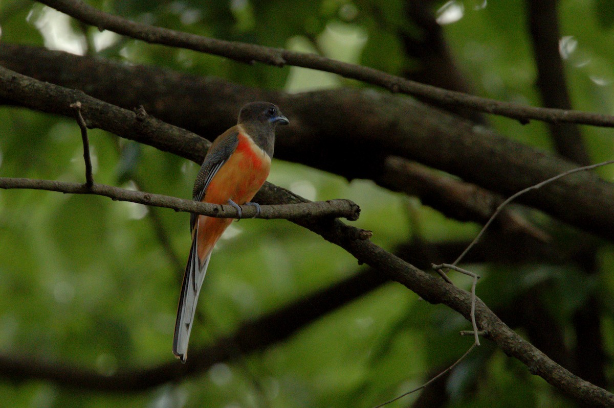 Malabar Trogon - Sathish Ramamoorthy