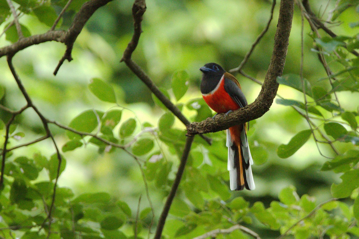 Malabar Trogon - Sathish Ramamoorthy