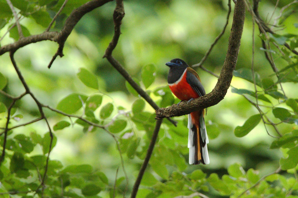 Malabar Trogon - Sathish Ramamoorthy