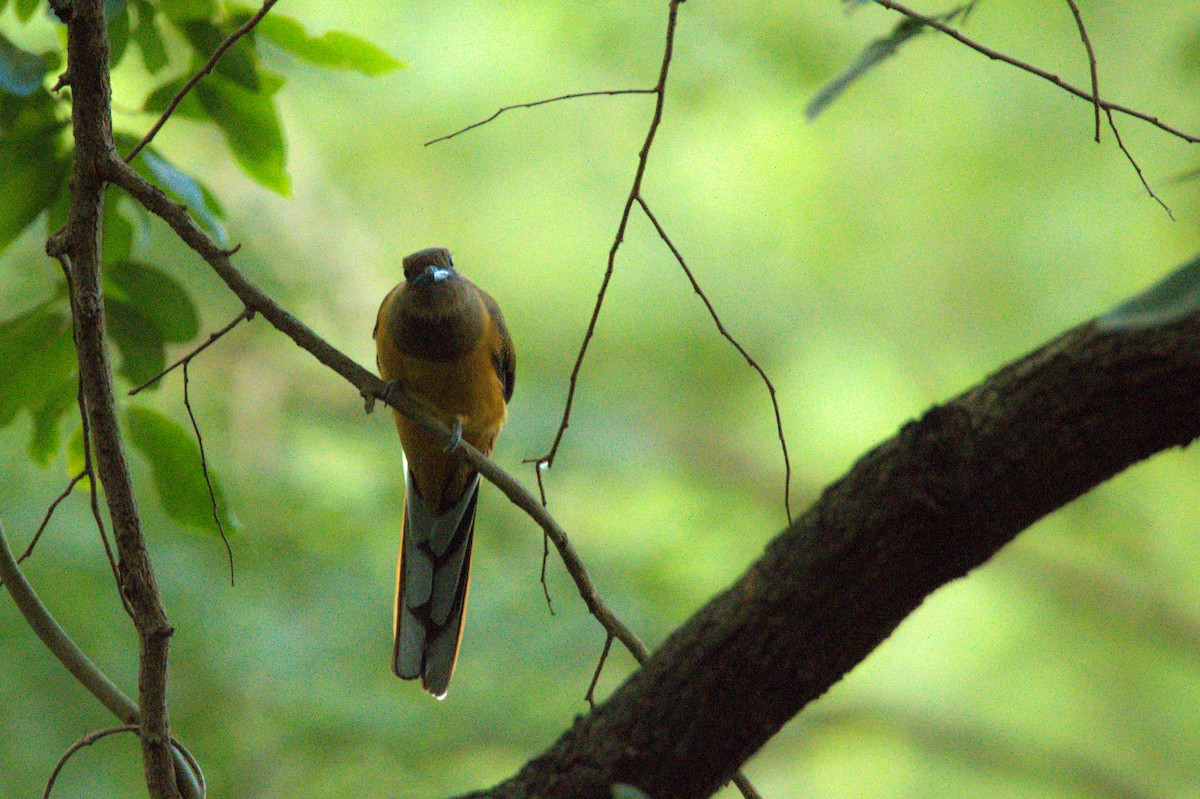 Malabar Trogon - Sathish Ramamoorthy