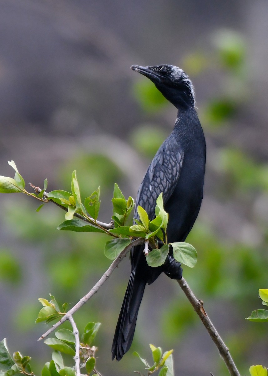 Little Cormorant - Rotem Avisar