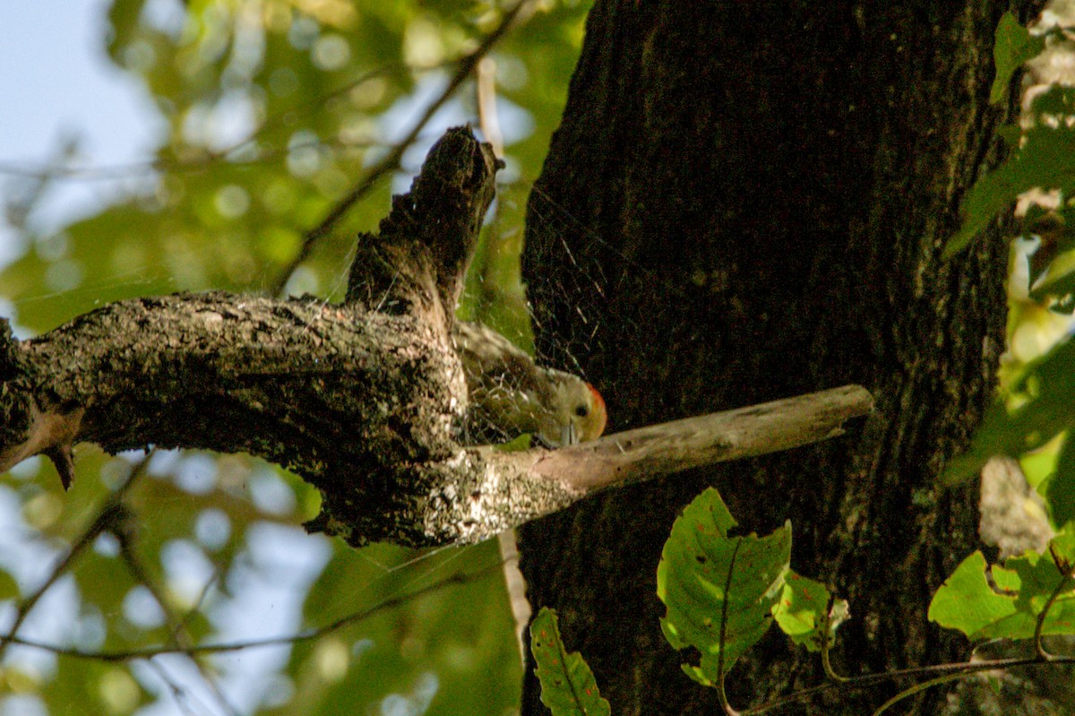 Yellow-crowned Woodpecker - Sathish Ramamoorthy