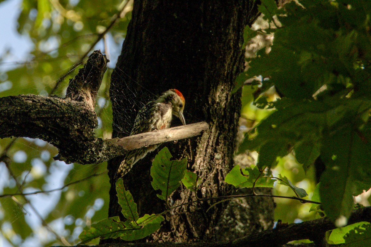 Yellow-crowned Woodpecker - Sathish Ramamoorthy