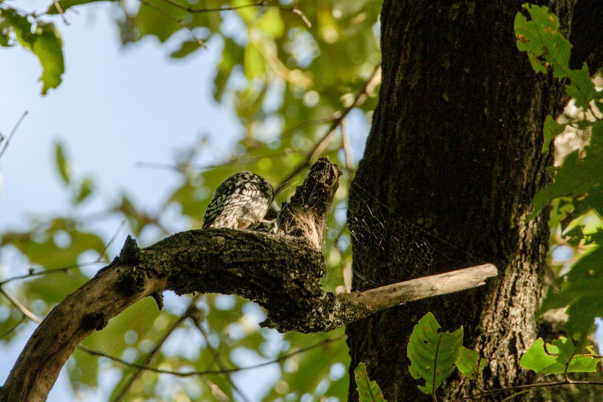 Yellow-crowned Woodpecker - Sathish Ramamoorthy