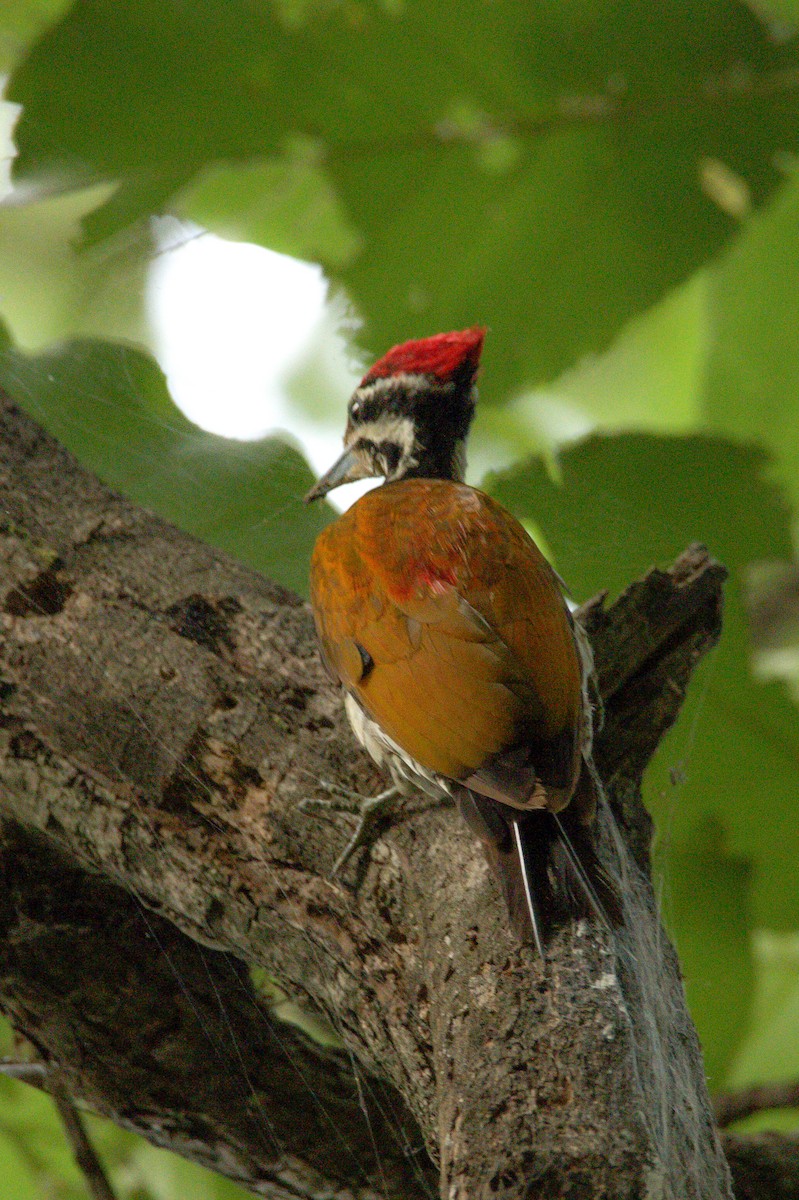 Common Flameback - Sathish Ramamoorthy