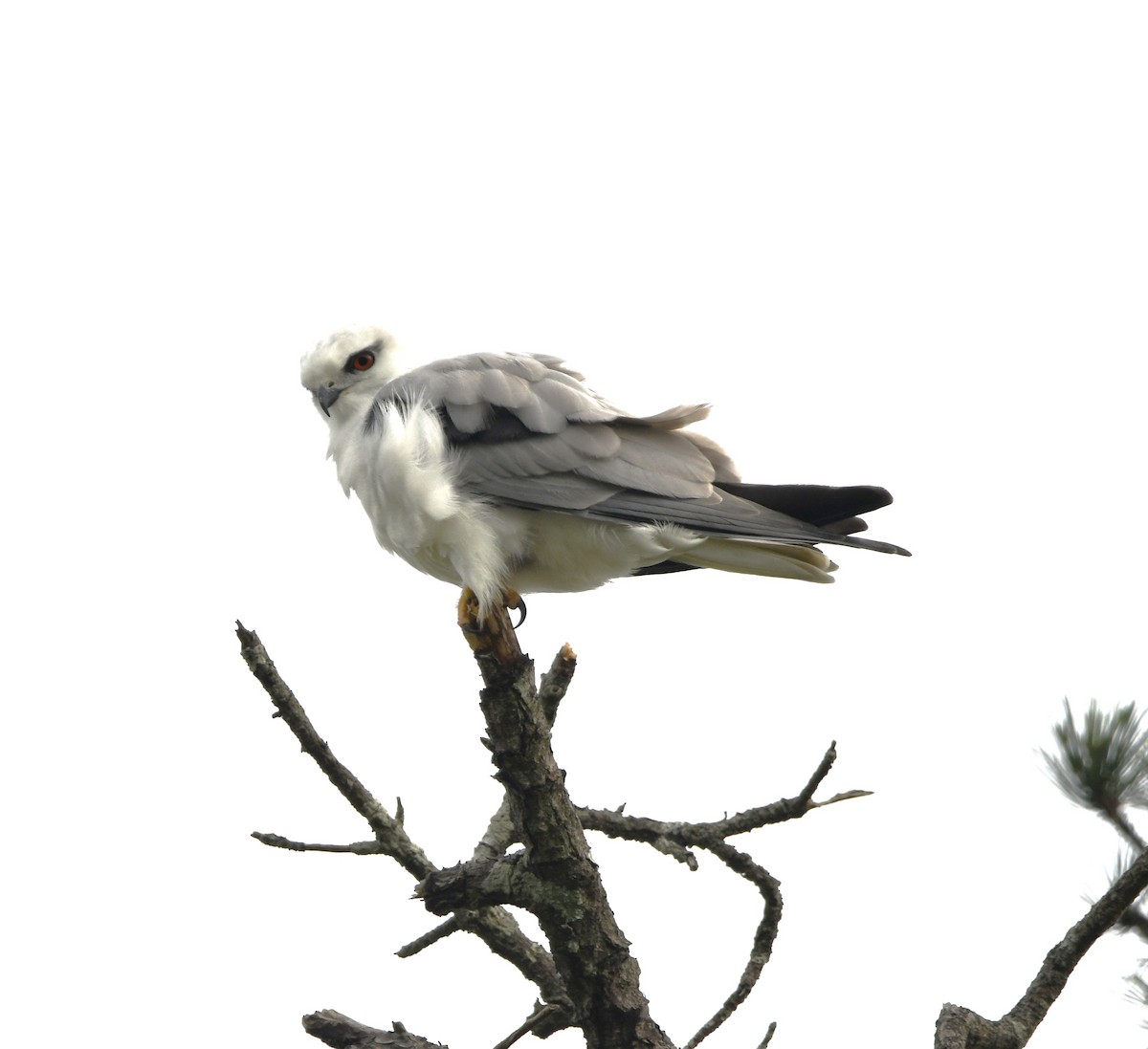 Black-shouldered Kite - David Schuemaker