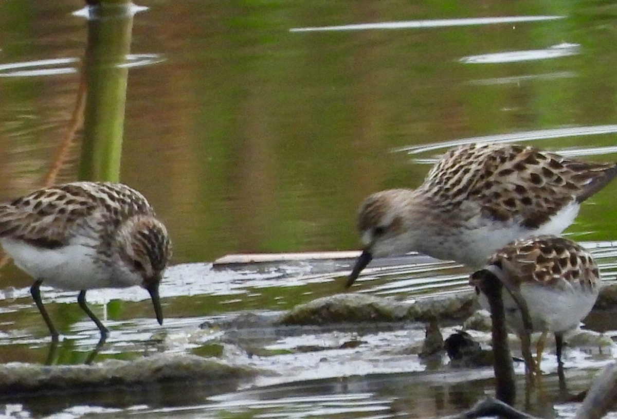 Semipalmated Sandpiper - AiLeng Chan