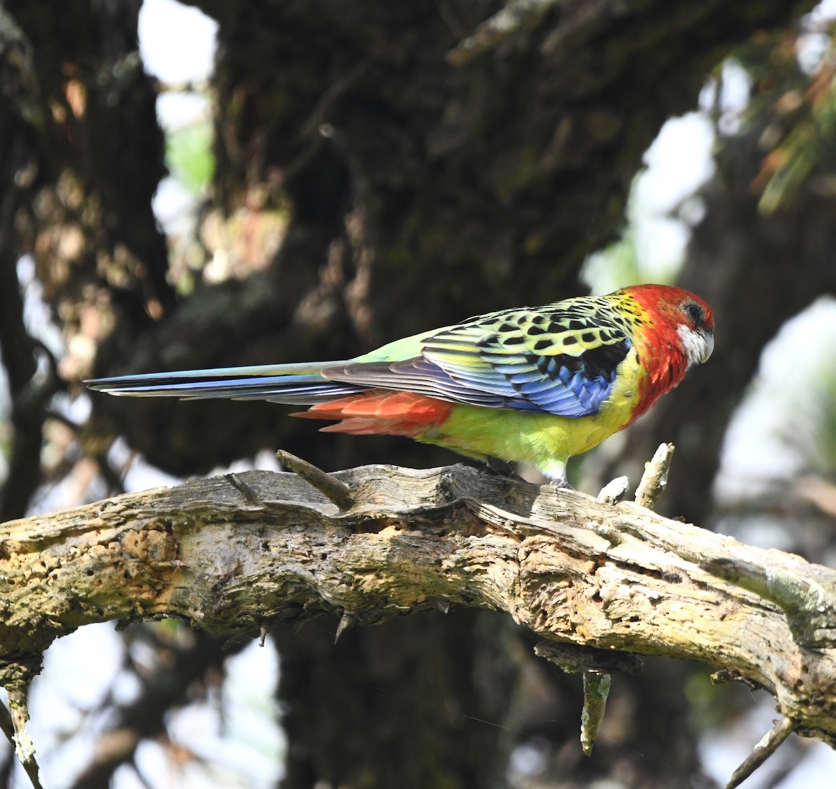 Eastern Rosella - David Schuemaker