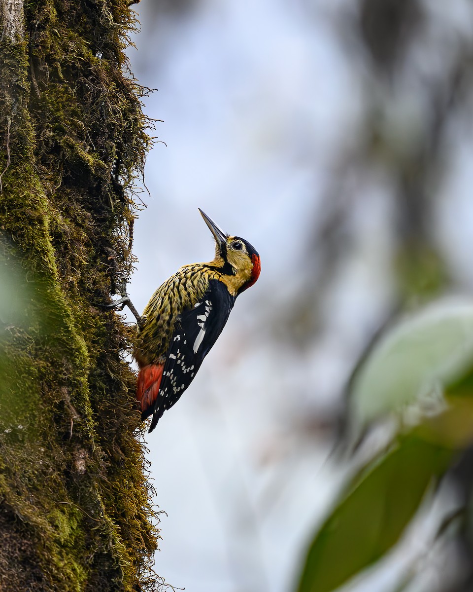 Darjeeling Woodpecker - Sudhir Paul