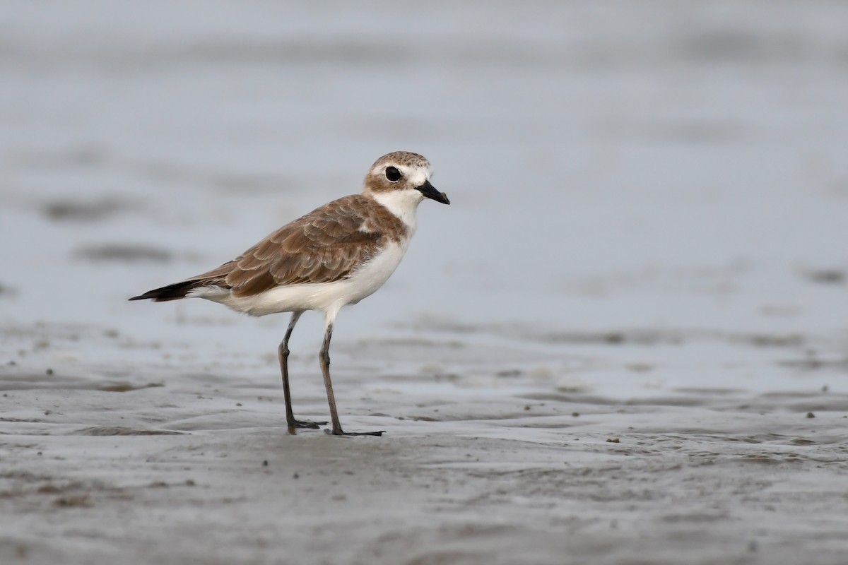 Tibetan Sand-Plover - Rotem Avisar