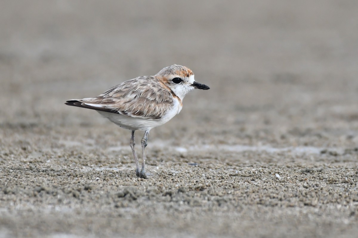 Malaysian Plover - ML619386486