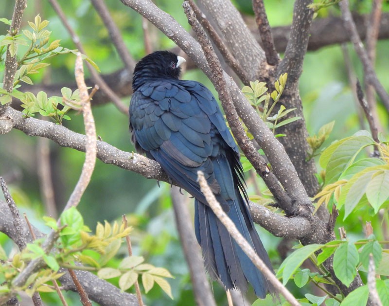 Asian Koel - ML619386491