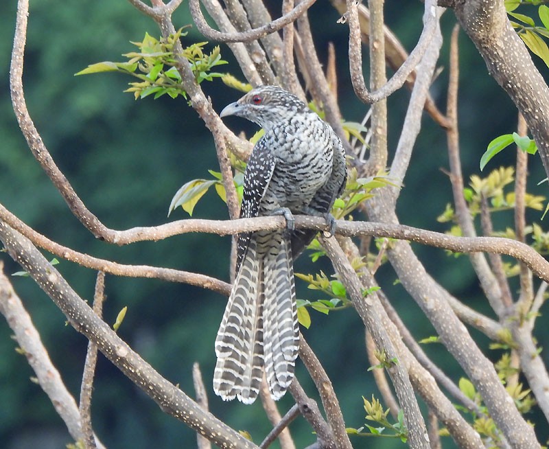 Asian Koel - ML619386492