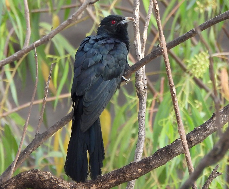 Asian Koel - ML619386493