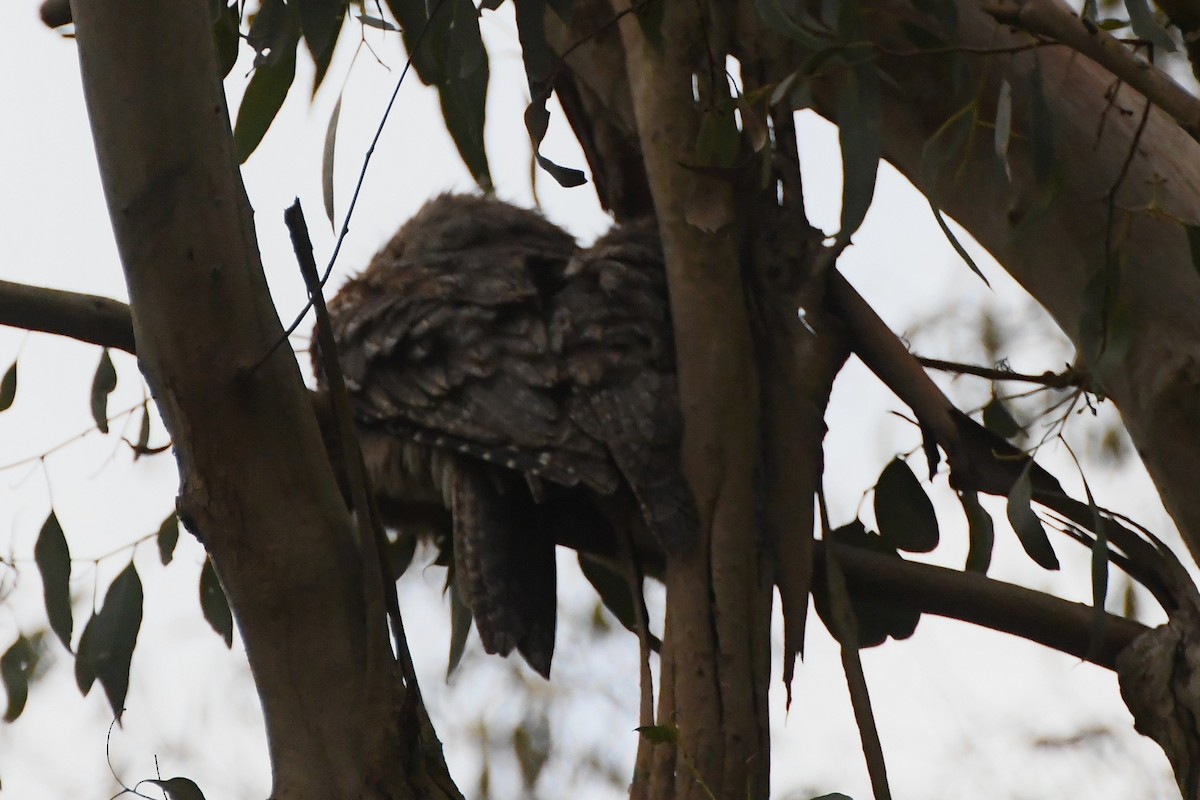 Tawny Frogmouth - Michael Louey