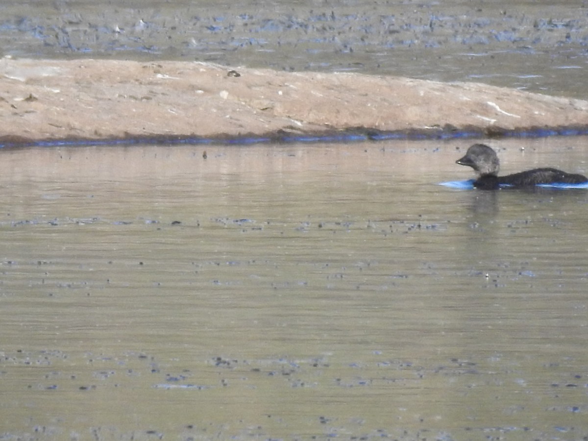 Musk Duck - Ana de Joux