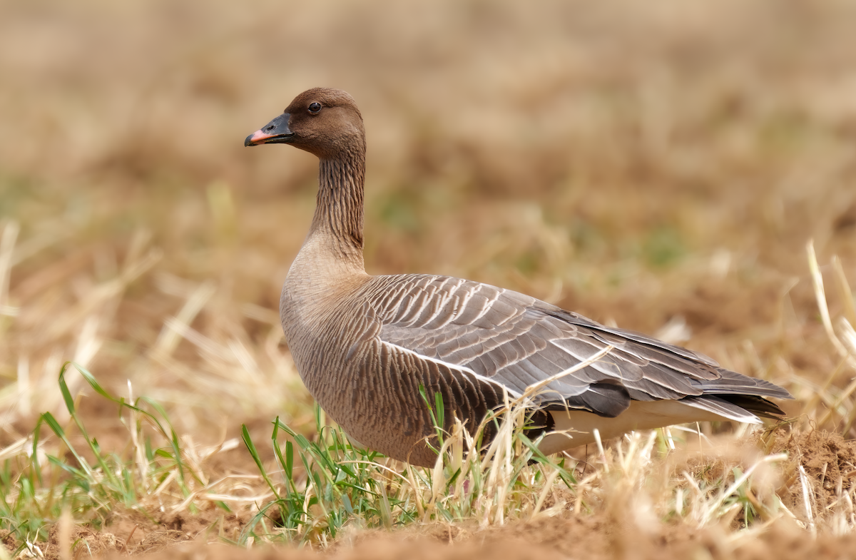 Pink-footed Goose - Rui Pereira | Portugal Birding