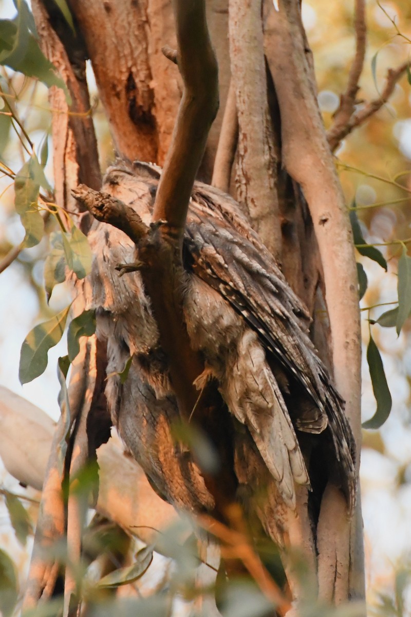 Tawny Frogmouth - Michael Louey
