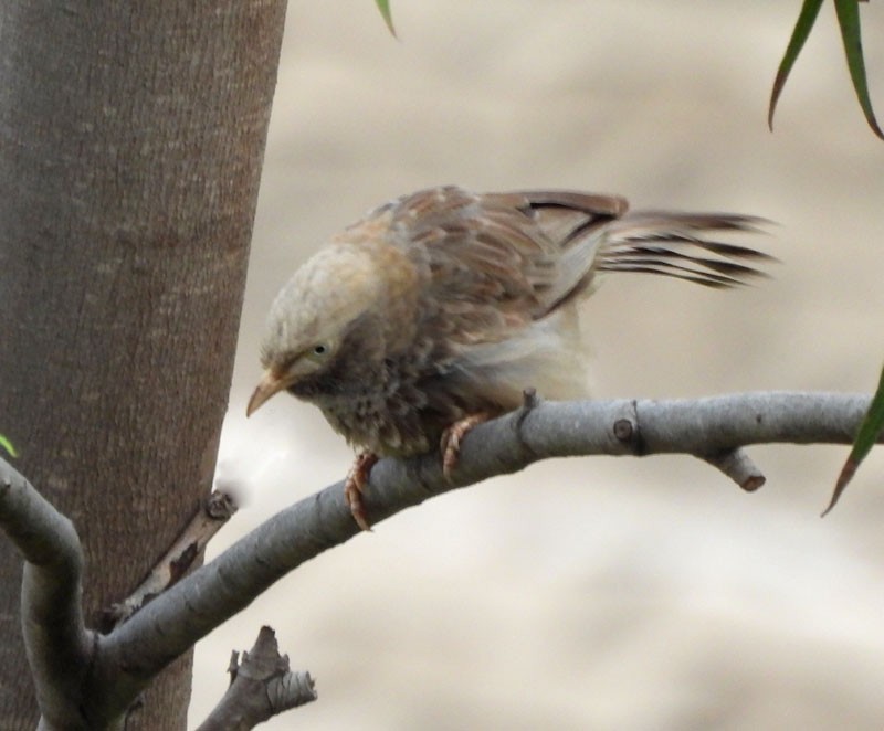 Yellow-billed Babbler - ML619386507