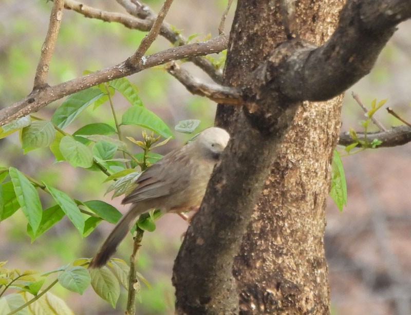 Yellow-billed Babbler - ML619386508