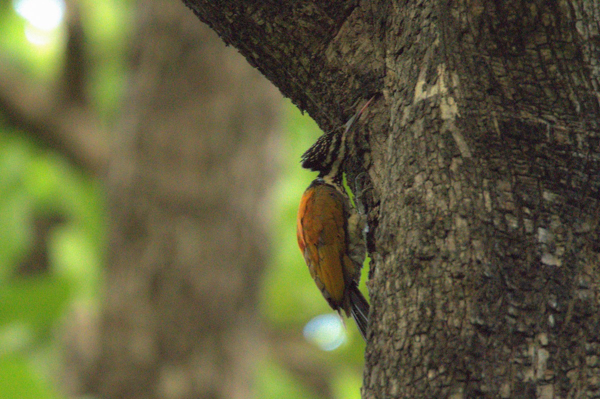 Common Flameback - Sathish Ramamoorthy