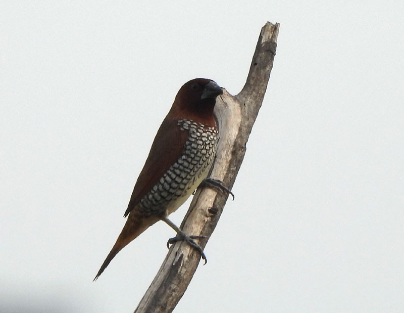 Scaly-breasted Munia - Supriya Kulkarni