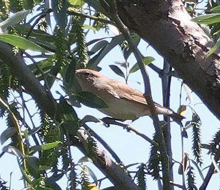 Garden Warbler - Mileta Čeković