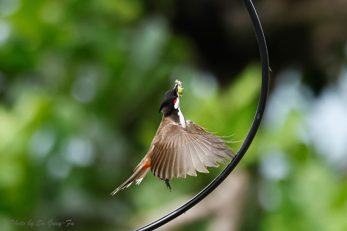 Red-whiskered Bulbul - ML619386527