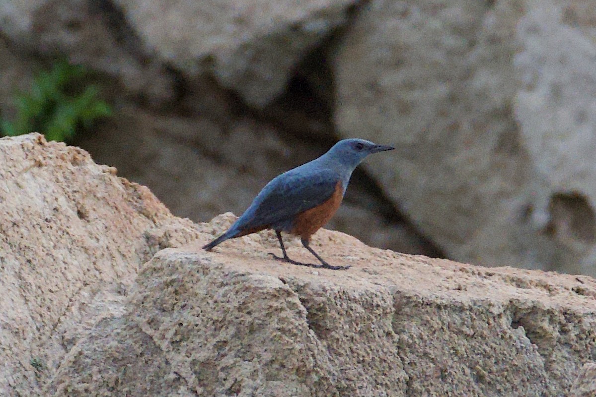 Blue Rock-Thrush - Fran Kim