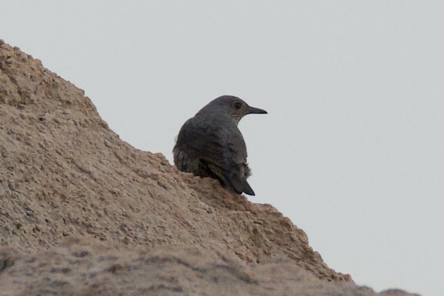 Blue Rock-Thrush - Fran Kim