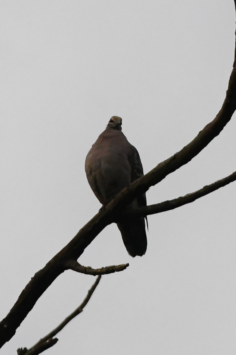 Common Bronzewing - Michael Louey