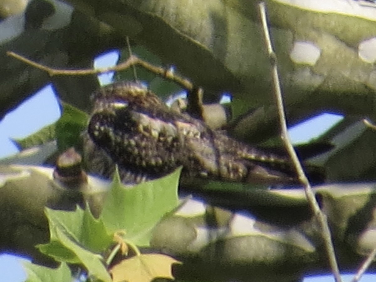 Common Nighthawk - Tim Carney