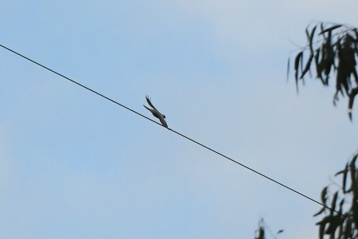 Black-faced Cuckooshrike - Michael Louey