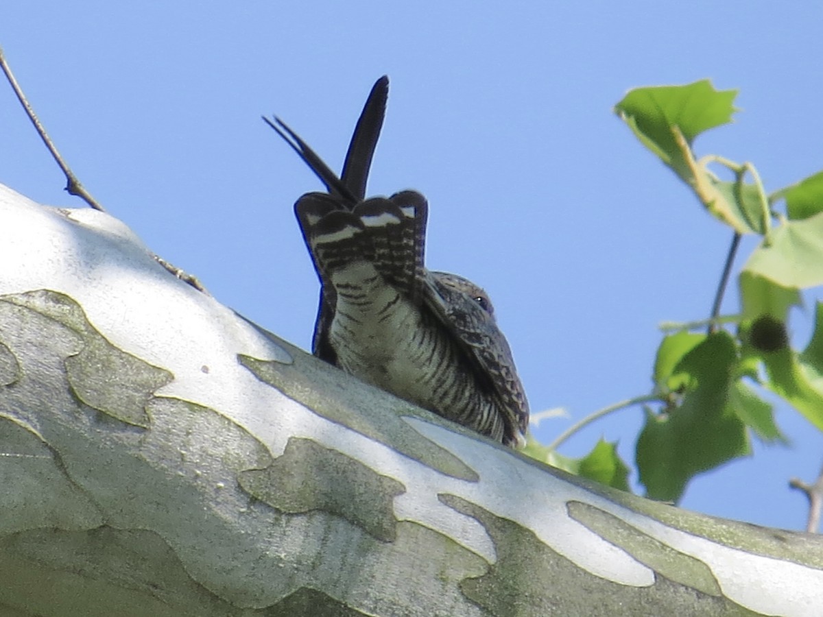 Common Nighthawk - Tim Carney