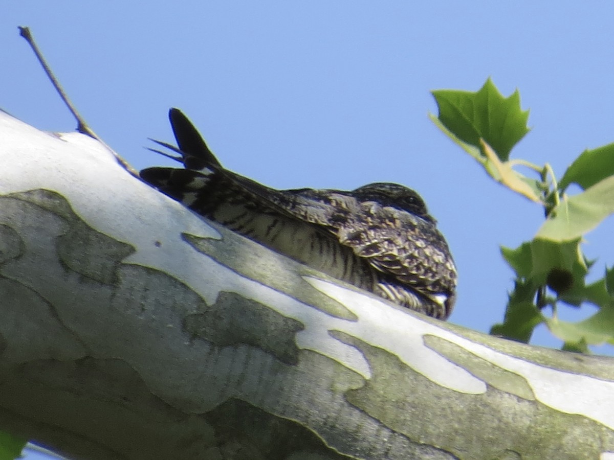 Common Nighthawk - Tim Carney