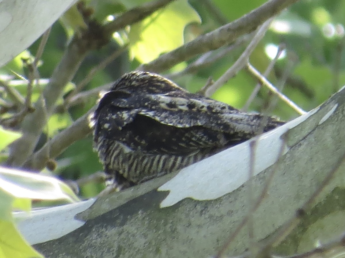 Common Nighthawk - Tim Carney