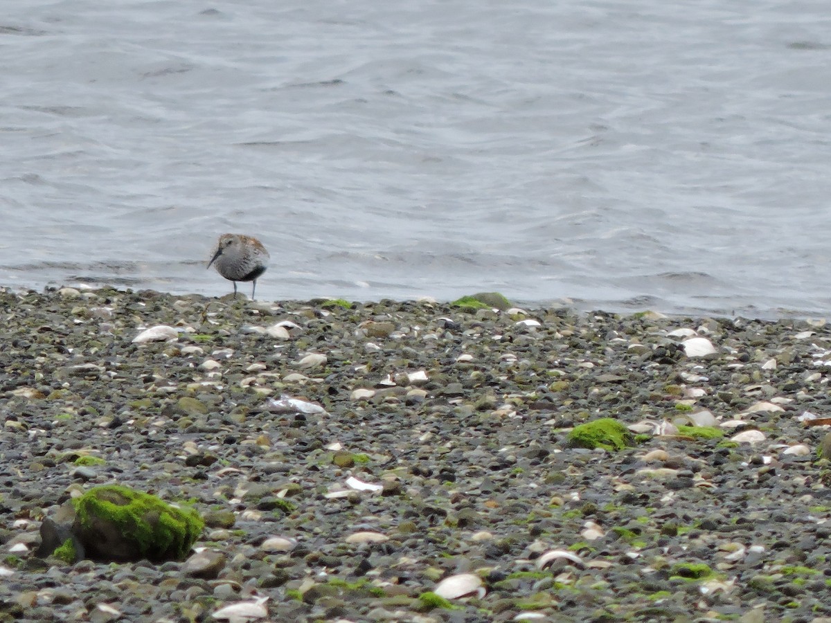 Dunlin - Luis Mendes