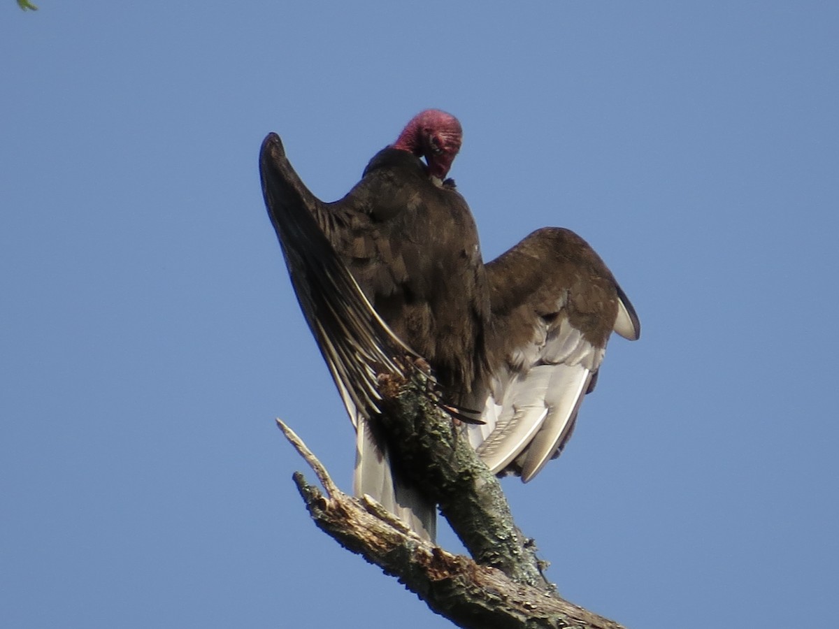 Turkey Vulture - ML619386573