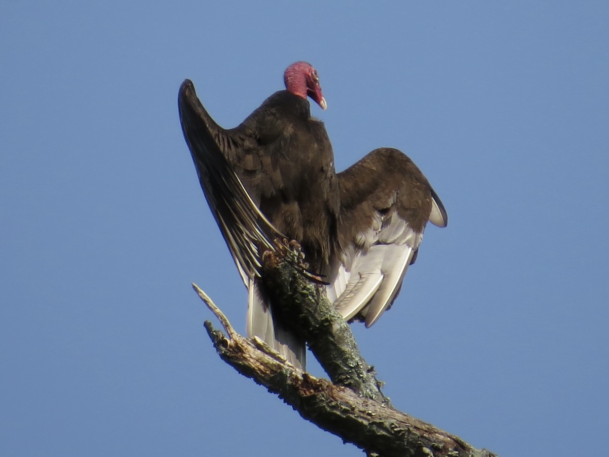 Turkey Vulture - ML619386574