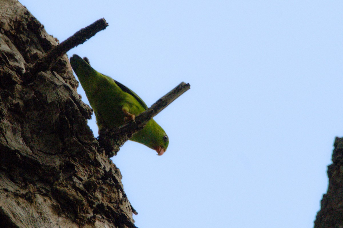 Vernal Hanging-Parrot - Sathish Ramamoorthy