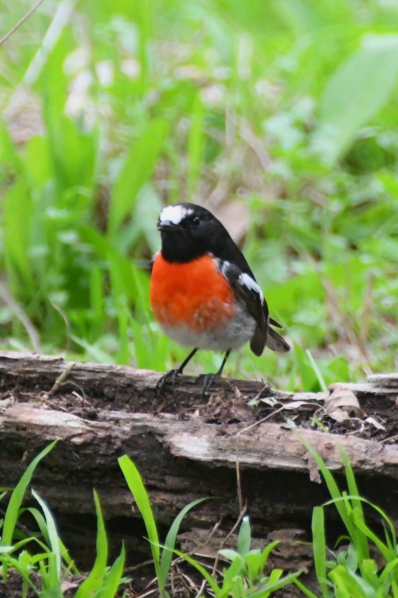 Scarlet Robin - Michael Louey