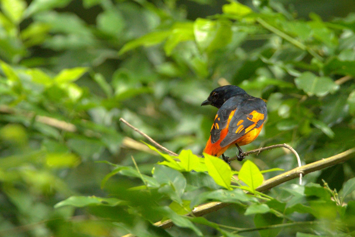 Orange Minivet - Sathish Ramamoorthy