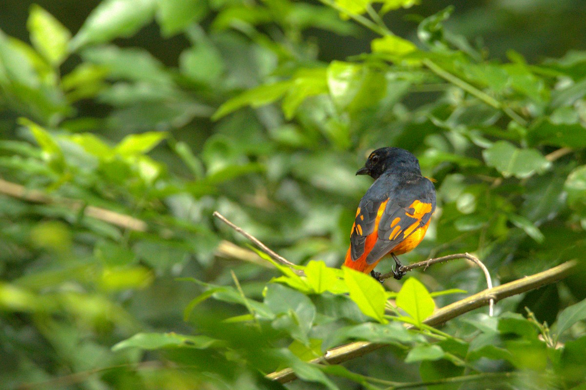 Orange Minivet - Sathish Ramamoorthy