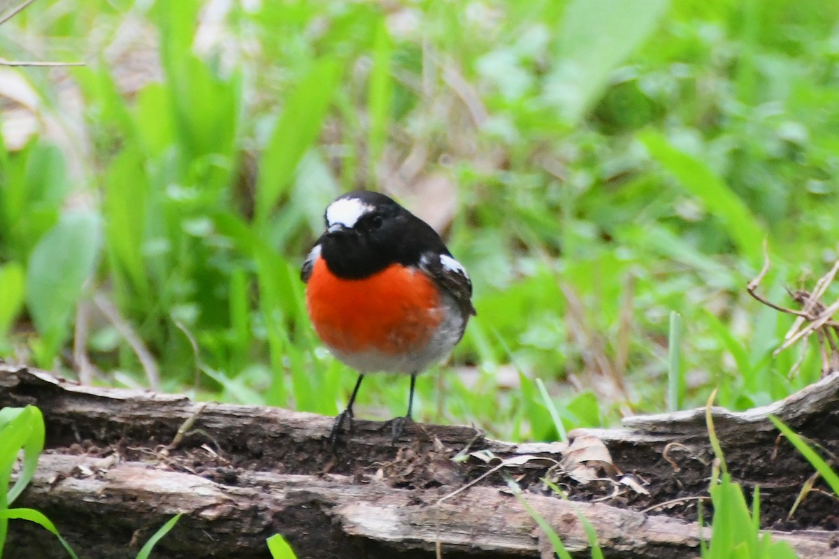 Scarlet Robin - Michael Louey