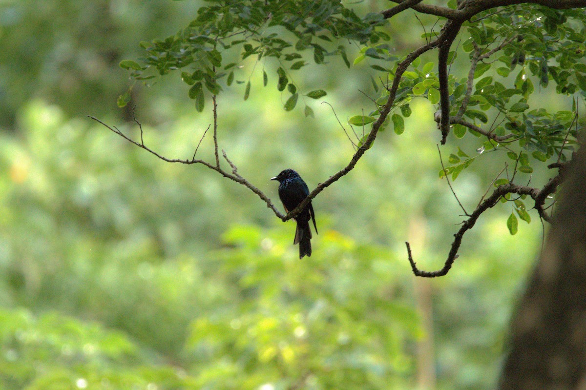 Bronzed Drongo - Sathish Ramamoorthy