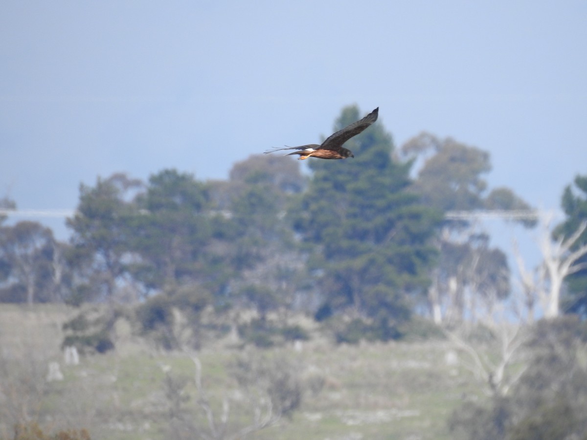 Swamp Harrier - ML619386613